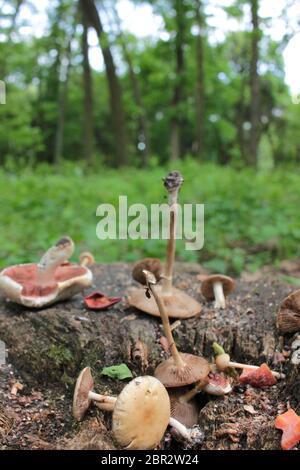 Champignons et pommes séchées sur une souche dans la forêt. Gâteries pour les oiseaux et les animaux sauvages Banque D'Images