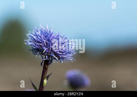 La serre-tête de l'indigo Globularia vulgaris est une plante rare de l'île d'Oland en Suède Banque D'Images