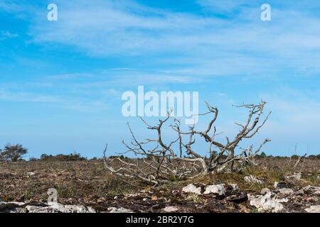 Squelette de genévrier séché dans une vaste prairie stérile Stora Alvaret sur l'île d'Oland en Suède Banque D'Images