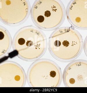Des bactéries dans des boîtes de Pétri sur gélose dans le cadre d'expérience scientifique. Banque D'Images