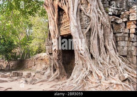 Les racines d'un arbre de Fig de Stronger couvrent la tour d'entrée du Temple Ta Som. Angkor, site du patrimoine mondial de l'UNESCO, province de Siem Reap, Cambodge, Asie du Sud-est Banque D'Images