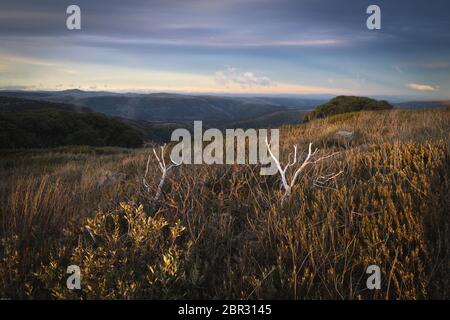 Branches au beau coucher du soleil dans les montagnes Banque D'Images