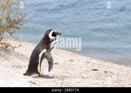 Serin cini de Caleta Valdes colonie de pingouins, Patagonie, Argentine. La faune de l'Argentine Banque D'Images