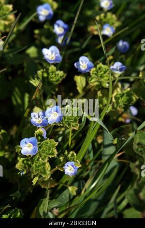 Myosotis Vergissmeinnicht (spec.), Rodekro, Süddänemark, Grèce Banque D'Images