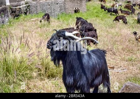 Une très grande chèvre, l'animal de l'hérothére, espèce canarienne, manteau long noir, cornes longues tordues, oreilles de disquettes et barbe noire, de taille prononcée. Il est présent Banque D'Images