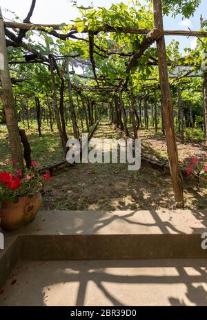 Pergola couverte de vignes, offrant de l'ombre des jours chauds de Ravello, Côte Amalfitaine. Italie Banque D'Images