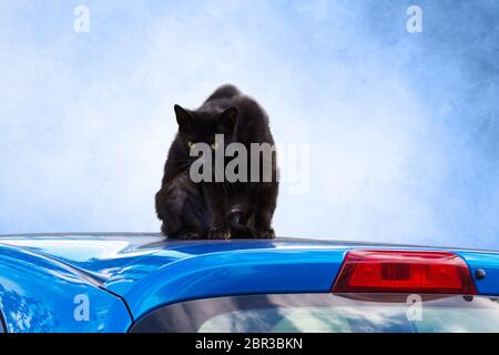 Black Cat ou gueule sur un toit de voiture bleu Banque D'Images
