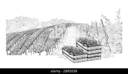 Paysage de vignoble avec des raisins dans trois caisses en bois sur les plantations. Illustration vectorielle de style esquisse isolée sur un blanc Illustration de Vecteur