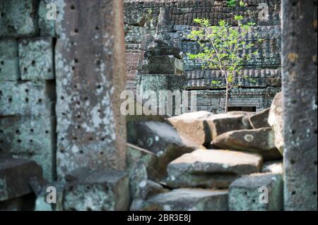 Jeune arbre qui grandit parmi les ruines du temple de Preah Khan. Angkor, site du patrimoine mondial de l'UNESCO, province de Siem Reap, Cambodge, Asie du Sud-est Banque D'Images