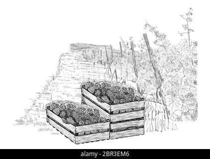 Paysage de vignoble avec des raisins dans trois caisses en bois sur les plantations. Illustration vectorielle de style esquisse isolée sur un blanc Illustration de Vecteur