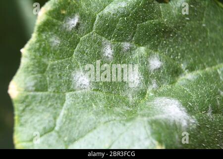 Moisissure blanche et oidium sur la feuille d'une plante de citrouille malade Banque D'Images