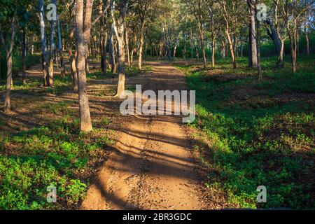 Une route de boue traversant une jungle dense (photographiée dans le sanctuaire de BR Hills, Karnataka, Inde) Banque D'Images