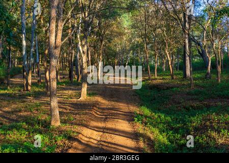 Une route de boue traversant une jungle dense (photographiée dans le sanctuaire de BR Hills, Karnataka, Inde) Banque D'Images