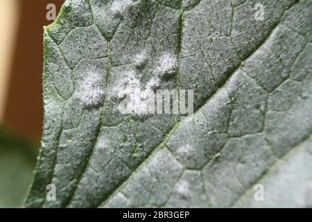 Moisissure blanche et oidium sur la feuille d'une plante de citrouille malade Banque D'Images