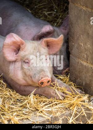 Les porcs de dormir sur le sol dans une grange à la ferme Banque D'Images