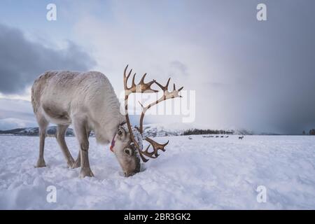 Portrait d'un renne avec bois massif de creuser dans la neige à la recherche de nourriture, Tromso, région du nord de la Norvège Banque D'Images