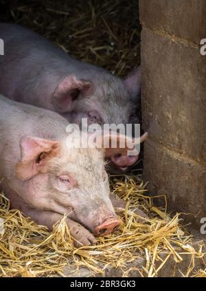 Les porcs de dormir sur le sol dans une grange à la ferme Banque D'Images