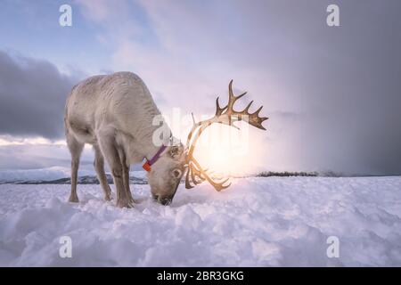 Portrait d'un renne avec bois massif de creuser dans la neige à la recherche de nourriture, Tromso, région du nord de la Norvège Banque D'Images