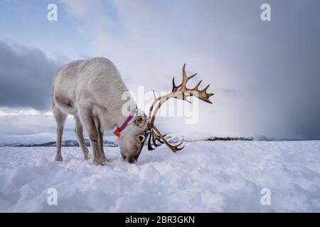 Portrait d'un renne avec bois massif de creuser dans la neige à la recherche de nourriture, Tromso, région du nord de la Norvège Banque D'Images