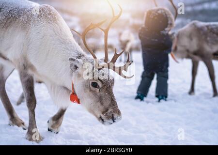 Portrait d'un renne avec bois massif errant dans la neige, Tromso, région du nord de la Norvège Banque D'Images