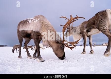 Portrait d'un renne avec bois massif de creuser dans la neige à la recherche de nourriture, Tromso, région du nord de la Norvège Banque D'Images