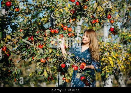 Belle femme asiatique en robe bleue cueillant et sentant des pommes rouges dans un verger à Christchruch, Nouvelle-Zélande. Banque D'Images