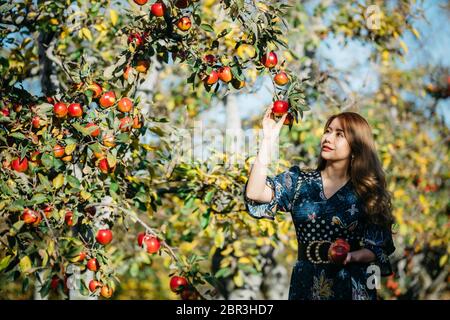 Belle femme asiatique en robe bleue cueillant et sentant des pommes rouges dans un verger à Christchruch, Nouvelle-Zélande. Banque D'Images