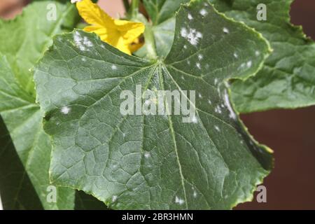 Moisissure blanche et oidium sur la feuille d'une plante de citrouille malade Banque D'Images