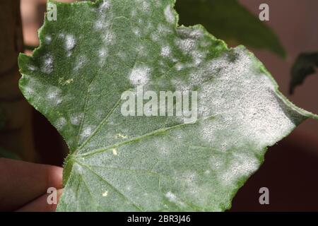 Moisissure blanche et oidium sur la feuille d'une plante de citrouille malade Banque D'Images