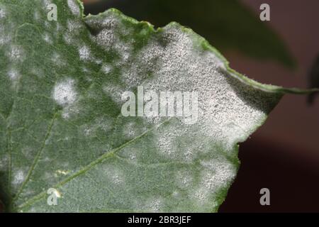 Moisissure blanche et oidium sur la feuille d'une plante de citrouille malade Banque D'Images