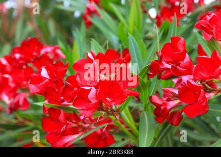 Les fleurs délicates d'une oléande rouge, l'Oleander de Nerium, ont fleuri au printemps. Arbuste, petit arbre, famille des cornels, Apocynacées, plante de jardin. Été rouge Banque D'Images