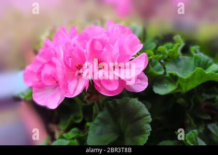 Géranium rose, géranium Zonal, Pelargonium hortorum à fleurs roses Banque D'Images