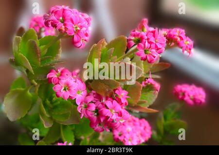 Belle fleur Kalanchoe daigremontiana rouge dans le jardin Banque D'Images