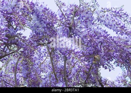 Glycine. Blue acacia en mai, fleurs violet Banque D'Images