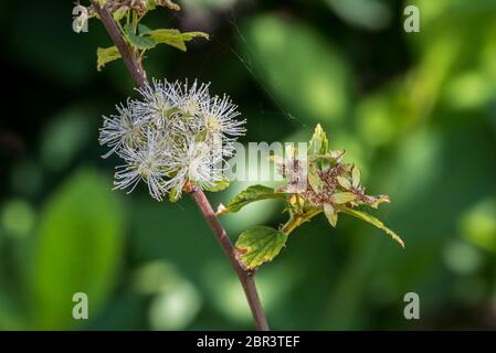 La couronne de neige de l'Alabama (Neviusia alabamensis), un petit arbuste originaire du sud-est des États-Unis, est un gros plan de fleurs blanches au printemps Banque D'Images