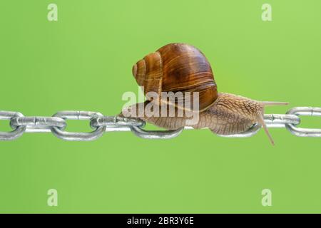 Escargot de jardin rampant sur la chaîne métallique sur un fond vert Banque D'Images