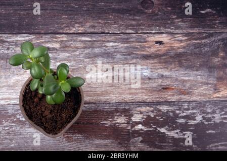 Vue de dessus de la mode verte petite plante succulente de plus en plus nouveau sol sur une table en bois patiné avec fond copyspace. Banque D'Images