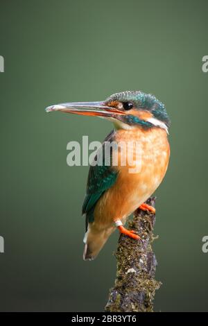 Les femelles, Kingfisher Alcedo atthis, assis sur une perche couverte de mousse avec peu de poissons dans un bec à l'arrière. Oiseaux colorés avec un ornithological Banque D'Images