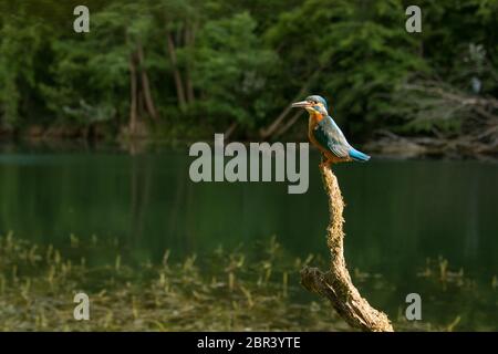 Grand angle de kingfisher alcedo commun masculin, atthis, assis sur une branche au-dessus de l'eau dans son environnement naturel. Exotiques sauvages oiseaux colorés dans la nature l Banque D'Images