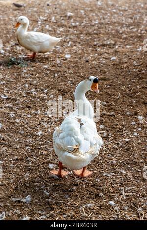 Une oie se dresse face à l'arrière. Loin devant, il y a un flou permanent canard blanc. Focus sélectif. Banque D'Images