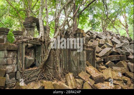 Un figuier à la ligne pousse au-dessus des ruines du temple Jungle de Beng Mealea. Angkor, site du patrimoine mondial de l'UNESCO, Cambodge, Asie du Sud-est Banque D'Images