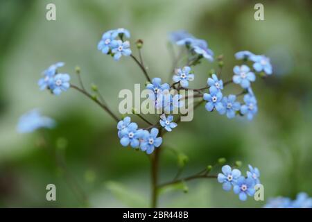 Kaukasus-Vergissmeinnicht Großblättriges Kaukasusvergissmeinnicht, Jack Frost (Brunnera macrophylla) Banque D'Images