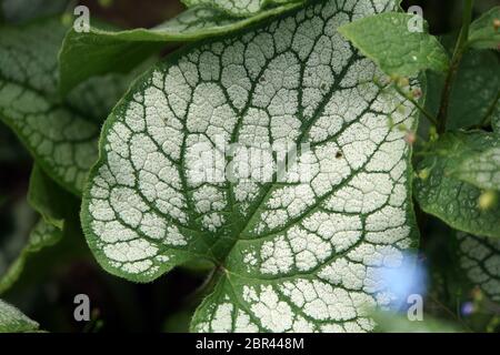 Kaukasus-Vergissmeinnicht Großblättriges Kaukasusvergissmeinnicht, Jack Frost (Brunnera macrophylla) Banque D'Images