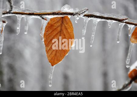 Arbres gelés et plante due à un gel soudain après la pluie en janvier Banque D'Images