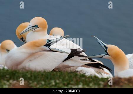 Des gantets du Nord sur l'île de Helgoland Banque D'Images