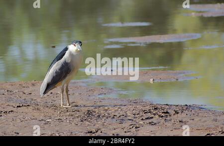 Un héron de nuit apparemment frustré et contrarié de Black-Crown se tient sur une monticule boueuse où l'eau est utilisée... Je suis un oiseau de passage à gué, j'ai besoin d'eau pour y aller ! Banque D'Images