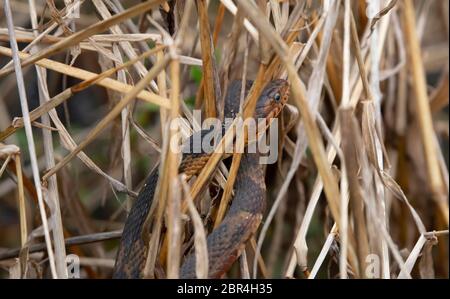 Close up d'un serpent d'eau bagués ensoleillement et se cachant dans les plantes de l'eau Banque D'Images