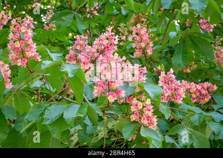 Fleurs de châtaignes de cheval Banque D'Images