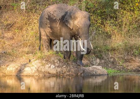 Éléphant asiatique dans la réserve de tigres de bandipur Banque D'Images