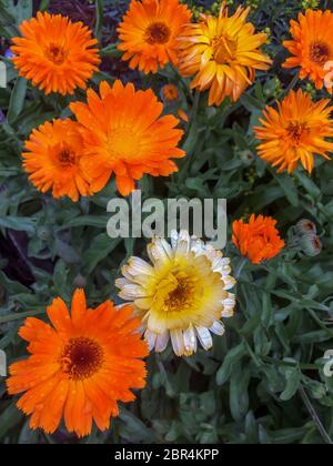 Belle fleur à tête orange avec gouttes gros plan après la pluie. Arrière-plan d'été lumineux avec fleurs en croissance calendula, marigold. Banque D'Images